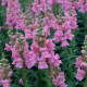 Опус F1 семена антирринума пинк (Syngenta)