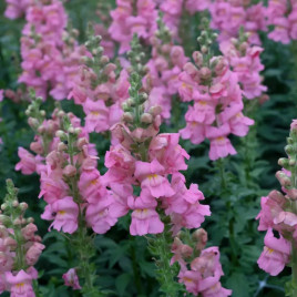 Опус F1 семена антирринума пинк (Syngenta)