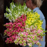 Опус F1 смесь (mix) семена антирринума однол. (Syngenta)