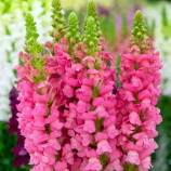 Увертюра F1 пинк семена антирринума однол. (Syngenta)