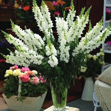 Опус F1 белый (white) семена антирринума однол. (Syngenta)