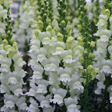 Опус F1 белый фреш семена антирринума однол. (Syngenta)