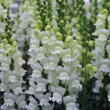 Опус F1 семена антирринума белый фреш однол. (Syngenta)