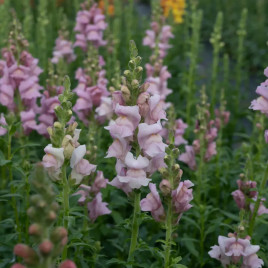 Опус F1 лавандовый семена антирринума однол. (Syngenta)
