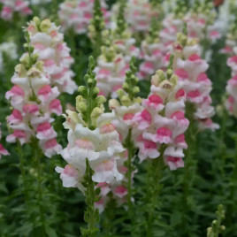 Опус F1 яблочный цвет семена антирринума однол. (Syngenta)