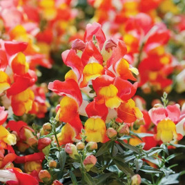 Антіррінум Снеппи F1 оранжево-жовтий 