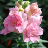 Антирринум Твинни F1 розовый