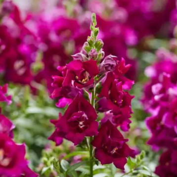 Левиний зів (антірінум) махровий Твіні F1 фіолетовий 