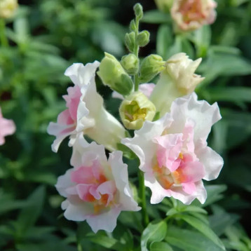 Твинни F1 яблочный цвет (apple blossom) семена антирринума карликового махрового однол. (Hem Genetics)