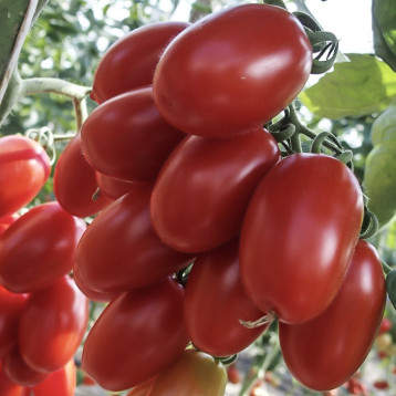 Делікано F1 насіння томату індет. ультрараннього слив. 40-60 гр. червон. (Moravoseed)