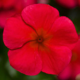 Катарантус СанШторм F1 красный (red)