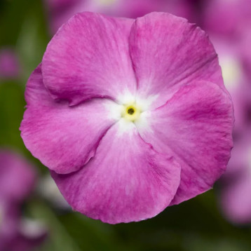 Катарантус СанШторм F1 орхід хеллоу