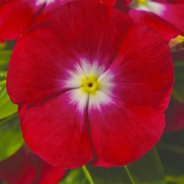 Катарантус СанШторм F1 ред хеллоу