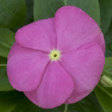 Катарантус СанШторм F1 дип пинк