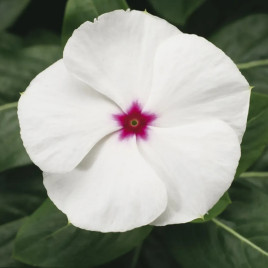 Катарантус СанШторм F1 білий з вічком