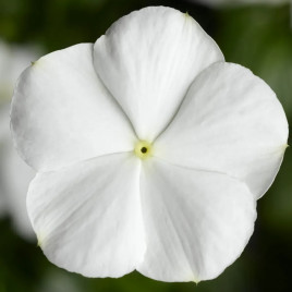 Катарантус СанШторм F1 білий (white)