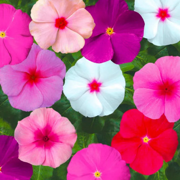 Катарантус СанШторм F1 смесь (mix)