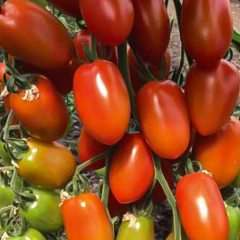 Корбін F1 насіння томату індет. чері перцев. 18-22 гр. червон. (Syngenta)