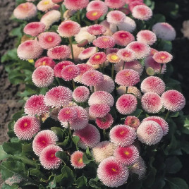 Маргаритка Тассо стробері энд крім