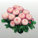 Хабанера розовая семена маргаритки (Benary)