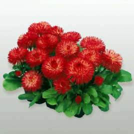 Маргаритка Хабанера червона (red)