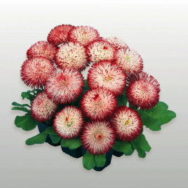 Хабанера семена маргаритки белой с красным (Benary)