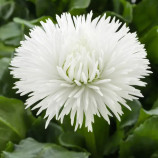 Хабанера белая (white) семена маргаритки 10-15см (Benary)