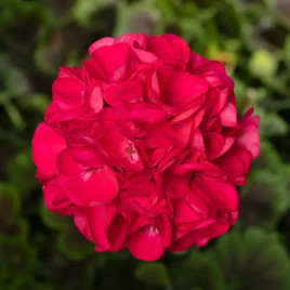 Пинто F1 темно-розовой (deep rose) семена пеларгонии 30-35см (Syngenta)