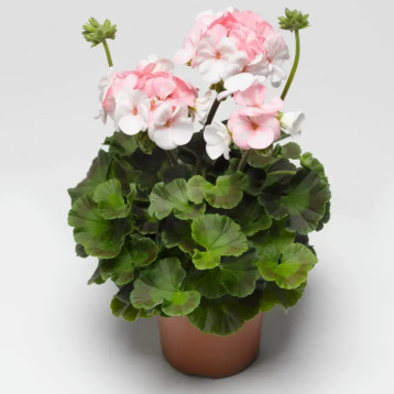 Пинто F1 бело-розовый семена пеларгонии 30-35см (Syngenta)