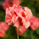 Пинто F1 темно-лососевый (deep salmon) семена пеларгонии 30-35см (Syngenta)