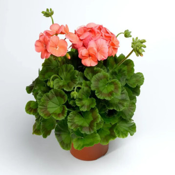Пинто F1 темно-лососевый (deep salmon) семена пеларгонии 30-35см (Syngenta)