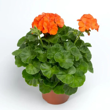 Пинто F1 оранжевый (orange) семена пеларгонии 30-35см (Syngenta)