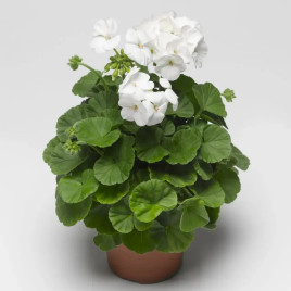 Пинто F1 белый (white) семена пеларгонии 30-35см (Syngenta)