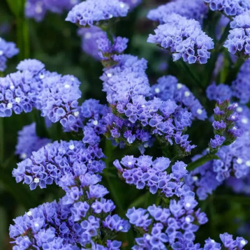 Лимониум Голубой горизонт