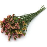 КИС абрикосовая (apricot) семена статицы 75-90см (Pan American)