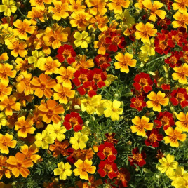 Чорнобривці Палаюча зірка суміш (mix)