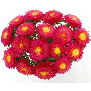 Айстра Арлекін Крімсон