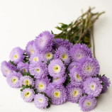 Астра Арлекин голубая (Blue)