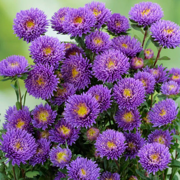 Айстра Арлекін синя