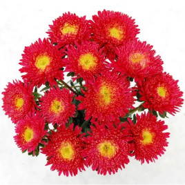 Арлекин ярко-красной семена астры помпоновидной на срез однол. 65-70см (Satimex)