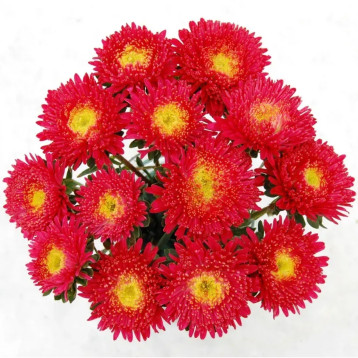 Айстра Арлекін яскраво-червона