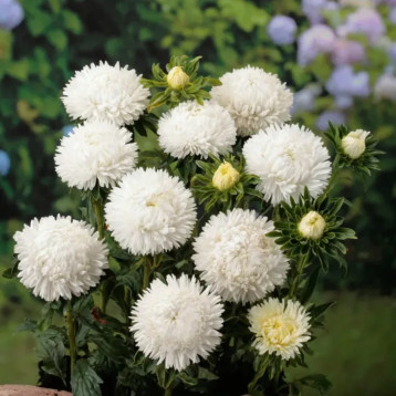 Астра Леди Коралл белая (White)