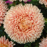 Астра Леди Коралл лососевая