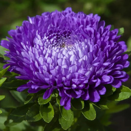 Астра Леди Коралл синяя