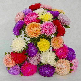 Астра Леди Коралл (Mix) смесь