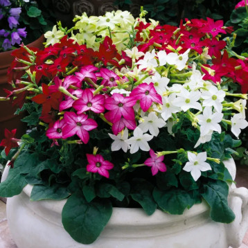 Саратога F1 смесь семена табака крылатого (Syngenta)