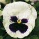 Колоссус F1 белый с глазком семена виолы (Syngenta)