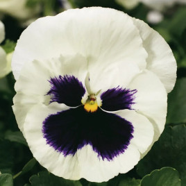 Колоссус F1 біла з вічком насіння віоли (Syngenta)