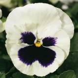 Колоссус F1 белый с глазком семена виолы (Syngenta)