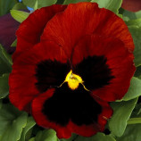 Колоссус F1 красный с глазком семена виолы (Syngenta)